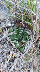 Haworthia nortieri