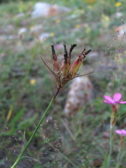 Dianthus capitatus