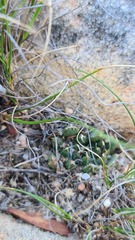 Haworthia nortieri