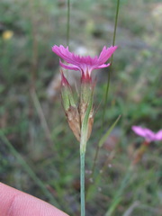 Dianthus capitatus