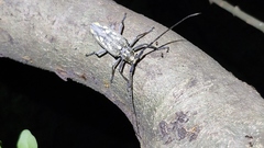 Batocera lineolata