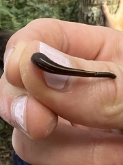 Chtonobdella limbata