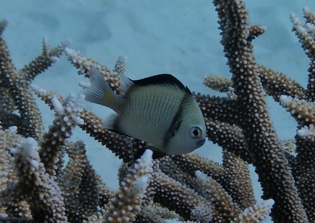 Reticulated Damselfish from Cairns, QLD, Australia on July 29, 2022 at