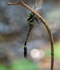 Lamelligomphus