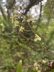 Oeceoclades lonchophylla image