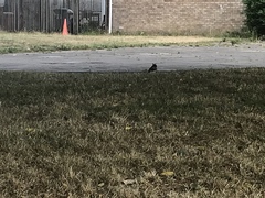 Sciurus carolinensis