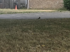 Sciurus carolinensis