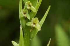 Platanthera flava herbiola