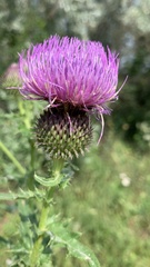 Cirsium serrulatum