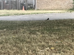 Sciurus carolinensis