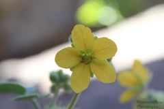 Senna villosa
