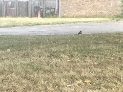 Sciurus carolinensis