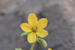Senna villosa
