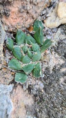 Haworthia nortieri