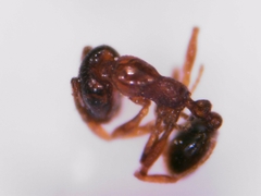 Monomorium andrei