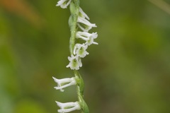 Spiranthes lacera lacera