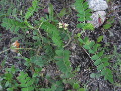 Astragalus cicer