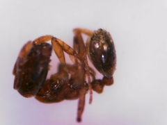 Monomorium andrei