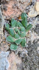 Haworthia nortieri