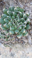 Haworthia nortieri