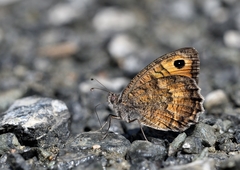 Pseudochazara amymone