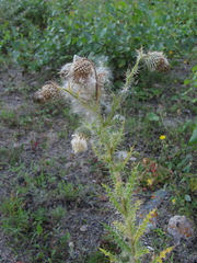 Cirsium echinus