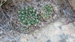 Haworthia nortieri