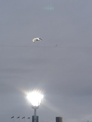 Chroicocephalus novaehollandiae novaehollandiae