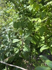 Ozoroa obovata elliptica