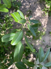 Ozoroa obovata elliptica
