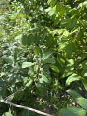 Ozoroa obovata elliptica