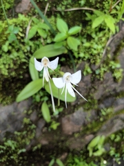 Habenaria rariflora