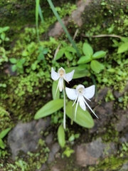 Habenaria rariflora