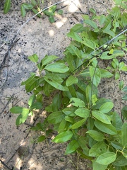 Albertisia delagoensis