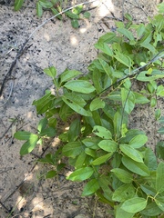 Albertisia delagoensis