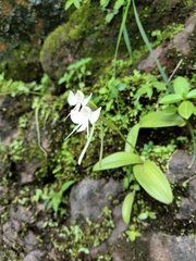 Habenaria rariflora