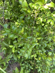 Hymenocardia ulmoides