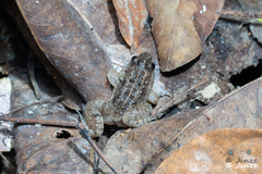 Occidozyga martensii