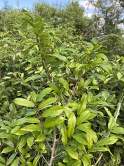 Bosqueiopsis gilletii