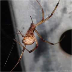Latrodectus geometricus