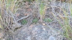 Haworthia nortieri