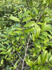 Bosqueiopsis gilletii