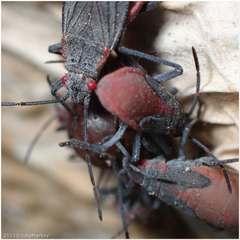 Jadera haematoloma