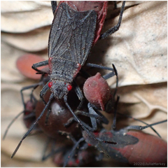 Jadera haematoloma