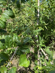 Antidesma venosum