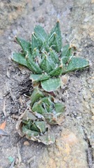 Haworthia nortieri