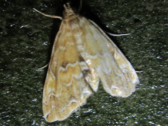 Elophila turbata