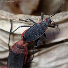 Jadera haematoloma