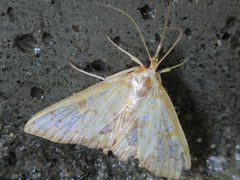 Neoanalthes contortalis