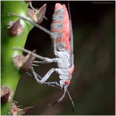 Jadera haematoloma